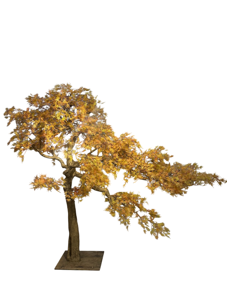 bonsai tree
