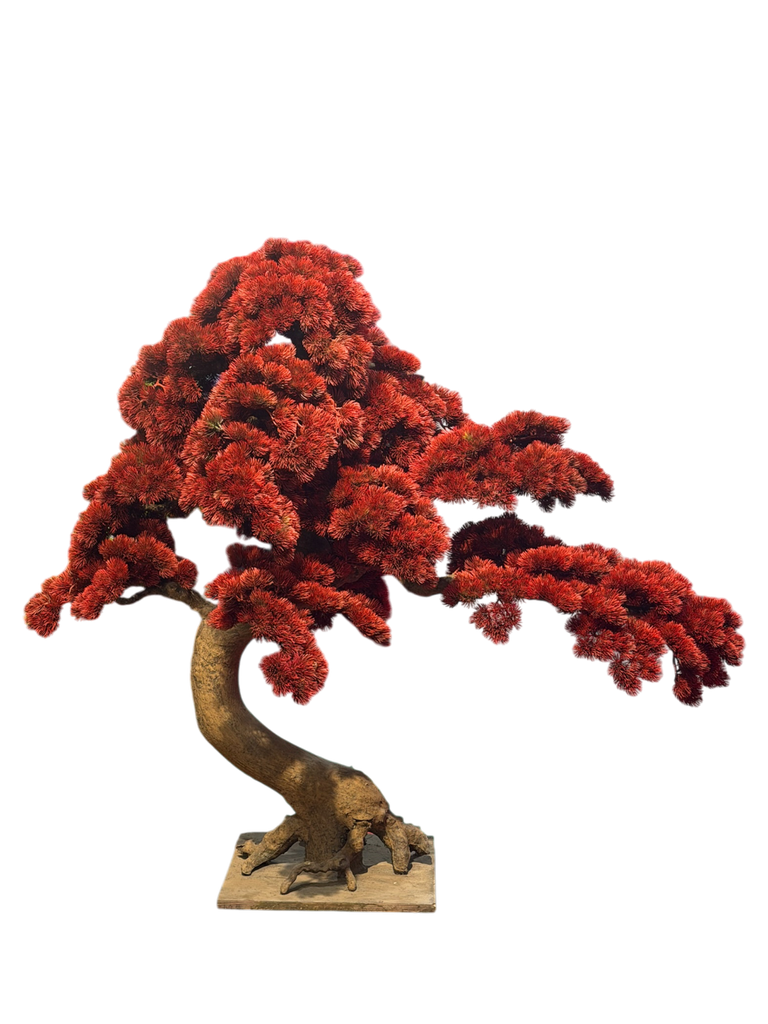 bonsai tree