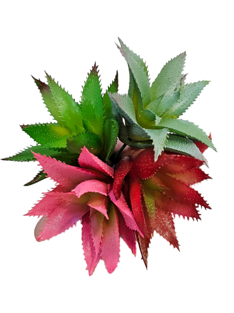 ئەلۆڤێرا ڕەنگاوڕەنگی بچووک