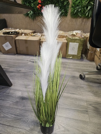 pampas grass