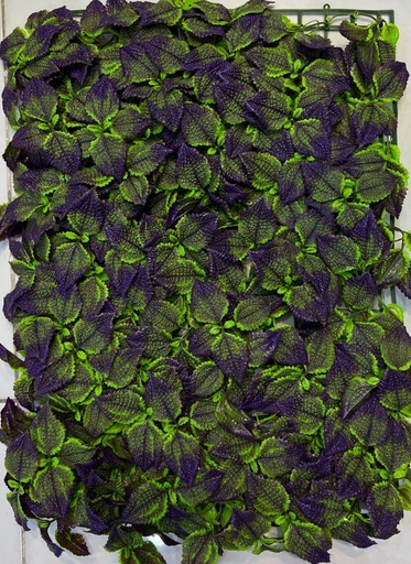 FRIZ 40x60