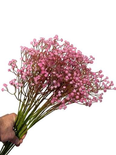Pink Gypsophila