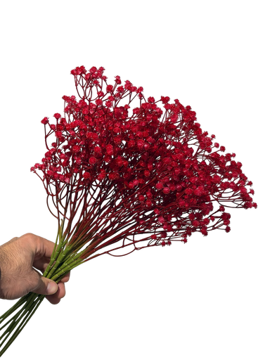 Red Gypsophila