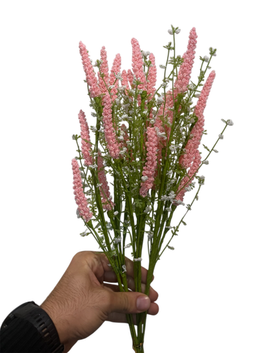 لاڤێندەری پەمەیی