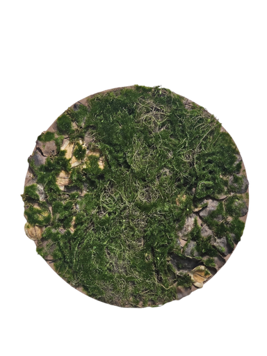 طحلب