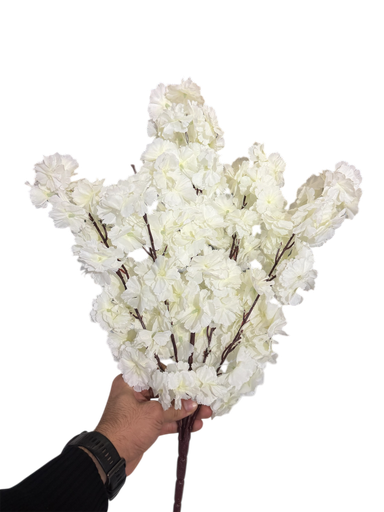 ذيل الثعلب الكريمي