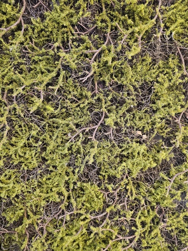 FRIZ QAWZA 0.5M