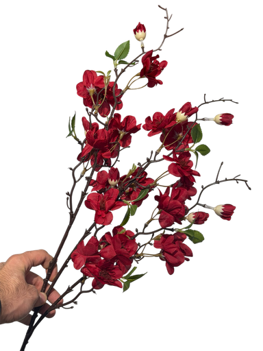 زهرة الكرز الحمراء