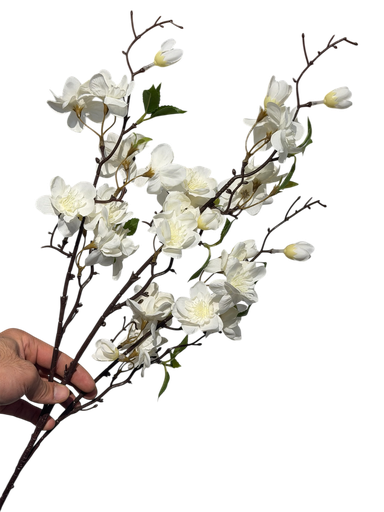 گوڵی گێلاسی ئۆفوایت