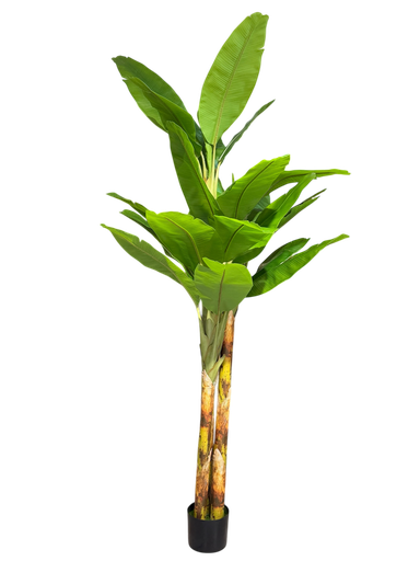 شجرة الموز بطول 270 سم