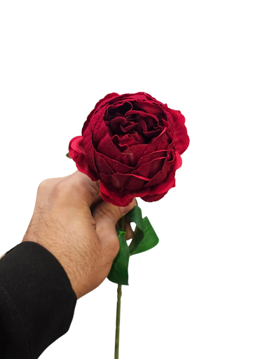 رۆزی تاک  2416-2418