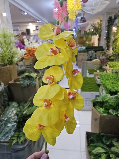 ئۆرکید