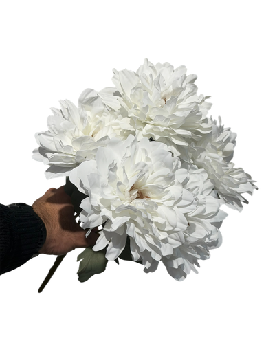 چەپکی جەربێرە سپی