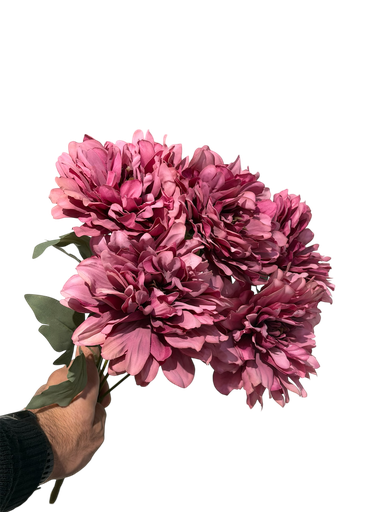 burgundy gerbera flower