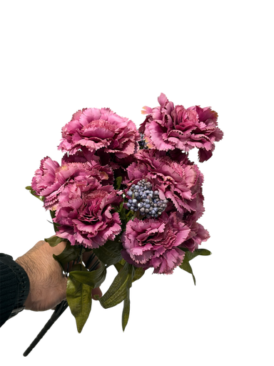 burgundy carnation flower