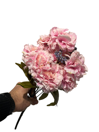 pink carnation flower