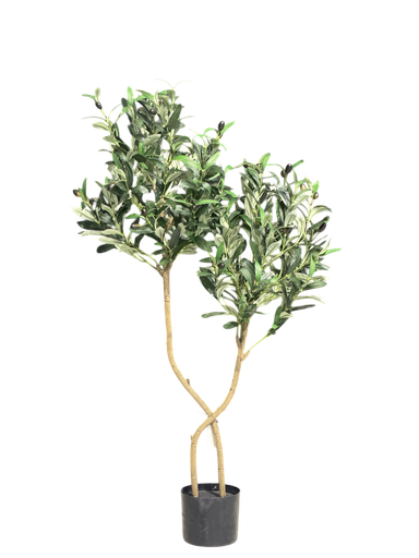 olive tree 120 cm