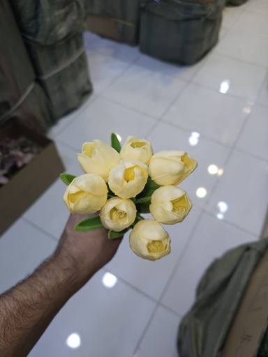 TULIP