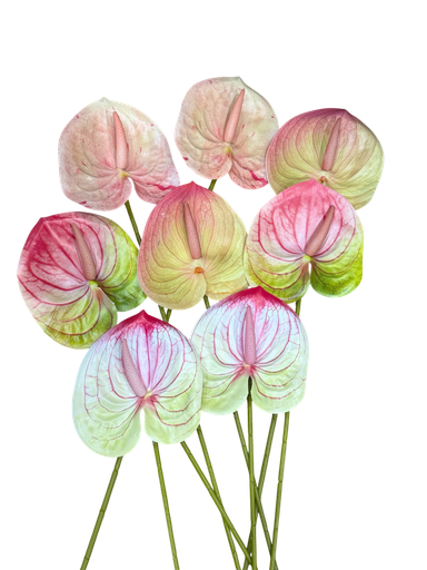 Anthurium 