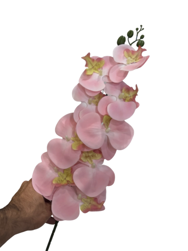 ئۆرکیدی پەمەیی