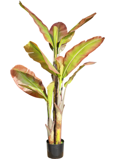 Red Banana Tree 180Cm