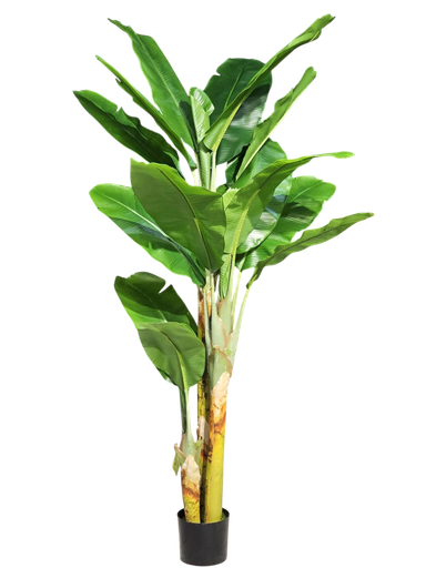 داری مۆز 200 سم