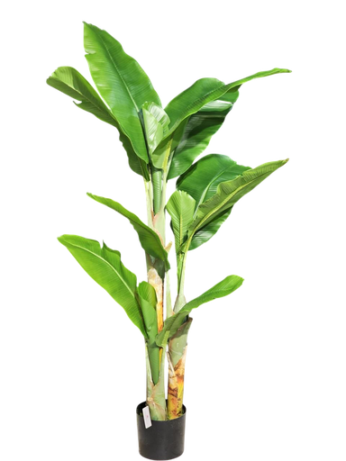 شجرة الموز 160 سم
