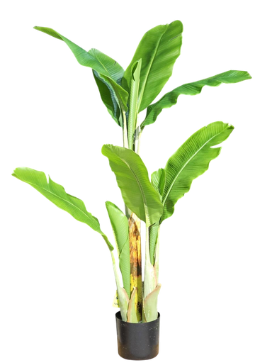 داری مۆز 150 سم