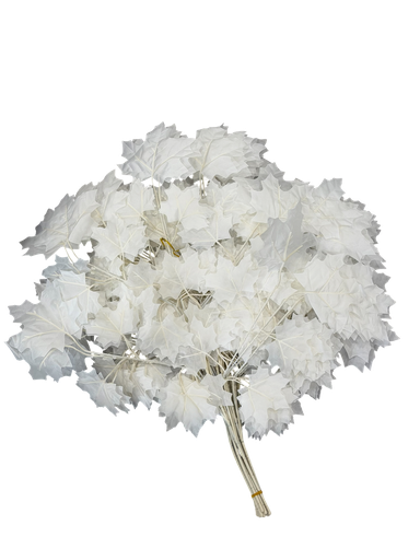 گەڵای درەختی سپی