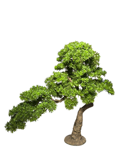 bonsai tree