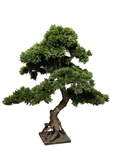 bonsai tree