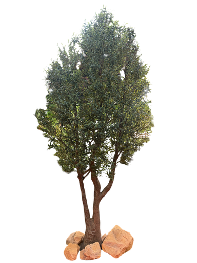 olive tree