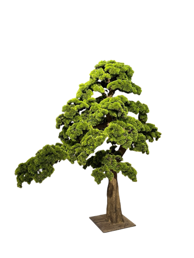 bonsai tree
