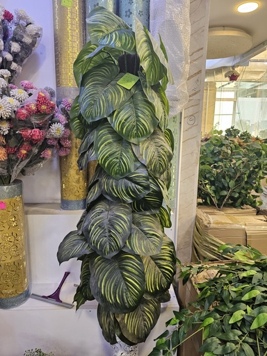 دار مطاط