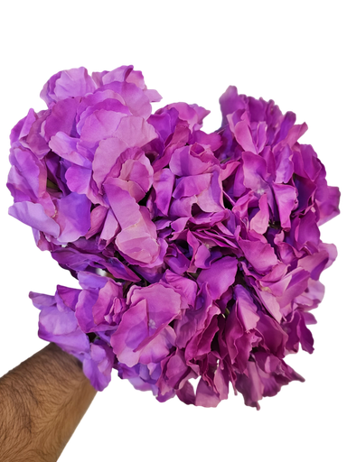 هایدرنجە مۆر