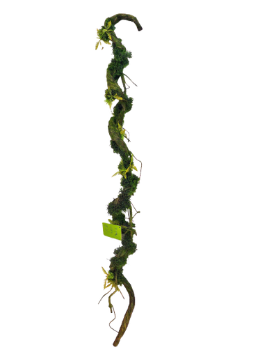 رەگی فریز