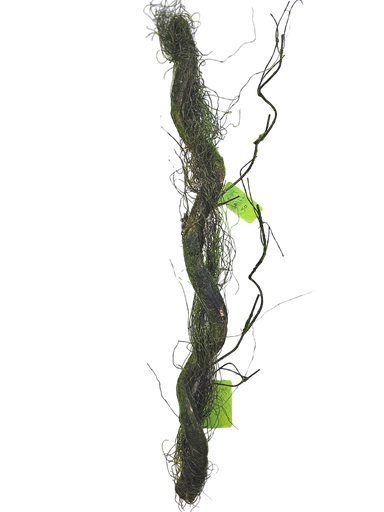 رەگی فریز