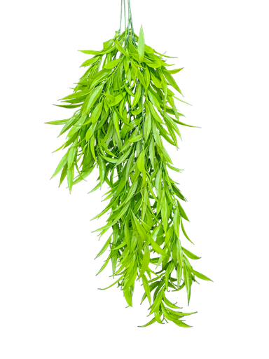 شۆرەبی