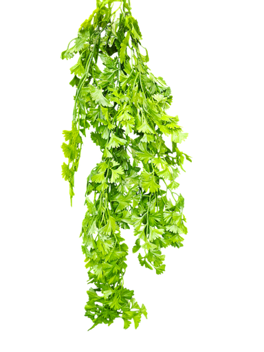 شۆرەبی