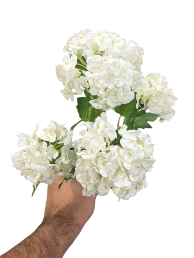 گوڵی تاک