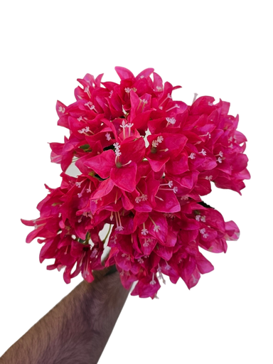 چەپکی جەهەنەمی پەمبەی طۆخ