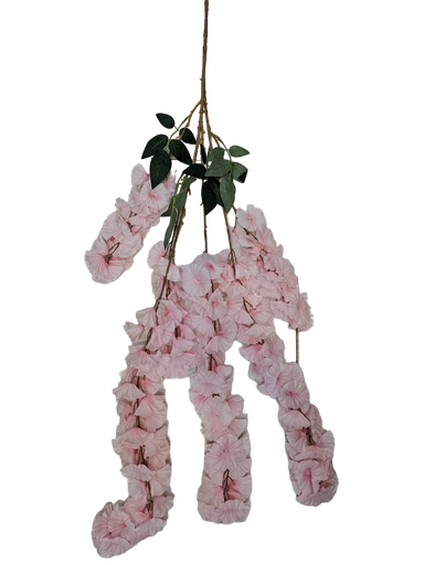گولی شۆر