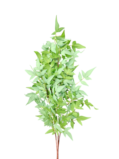 چەپکی سەوز