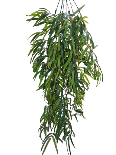 شۆڕەبی