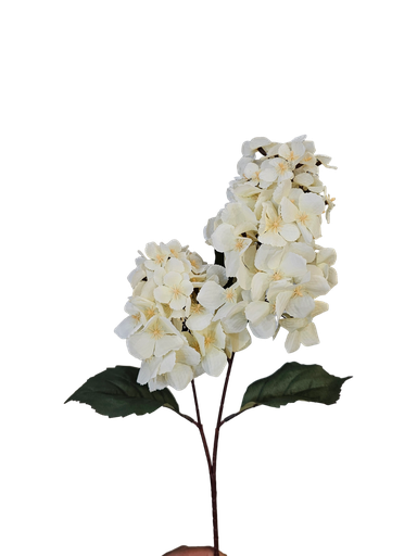 گوڵی تاک