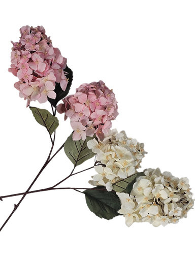 گوڵی تاک