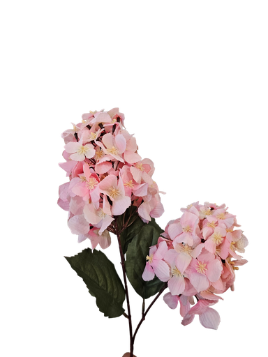 گوڵی تاک