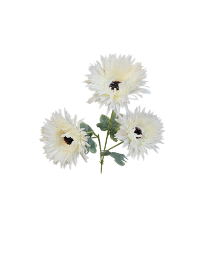 تاکی گوڵەبەڕۆژە