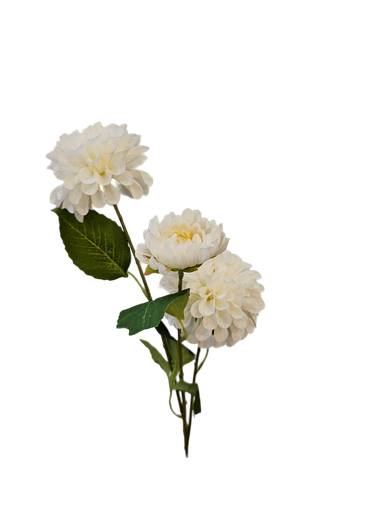 تاکی قەنەفر سپی