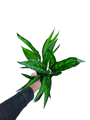 چەپکی سەوز